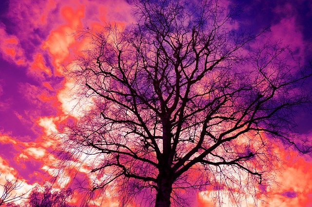 arbre-violet