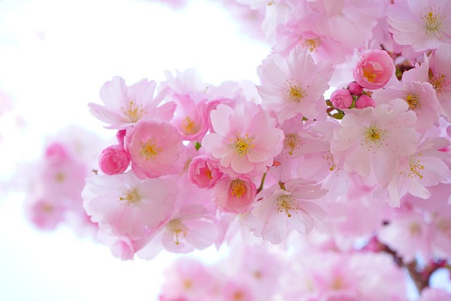 5-pink-fleurs
